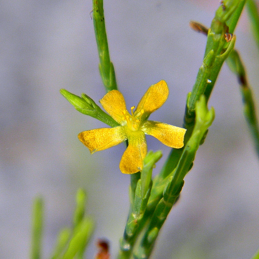 Hypericum Gentianoides