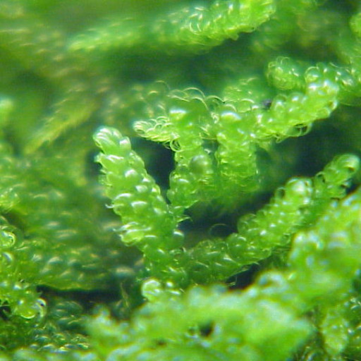 Hypnum Cupressiforme