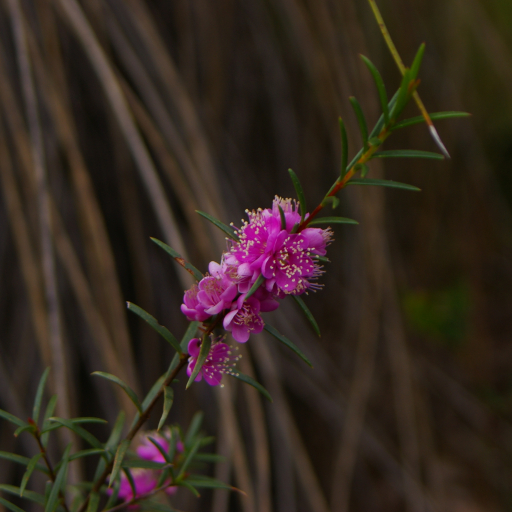Hypocalymma Robustum