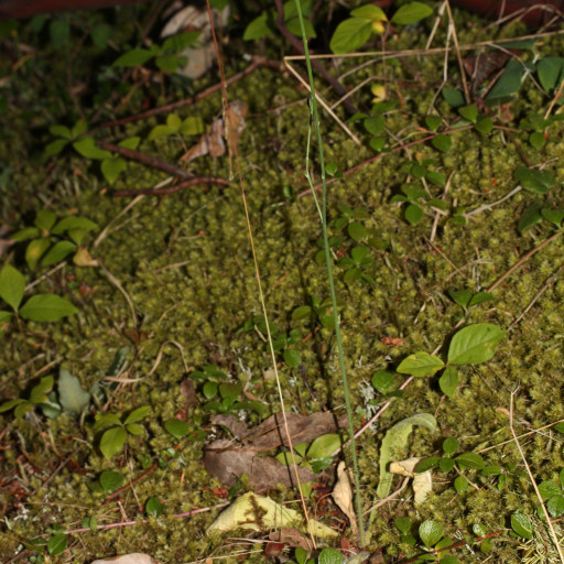 Hypochaeris Radicata