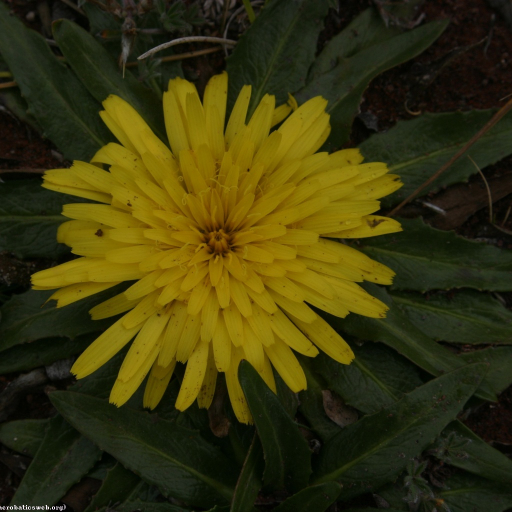 Hypochaeris Sessiliflora