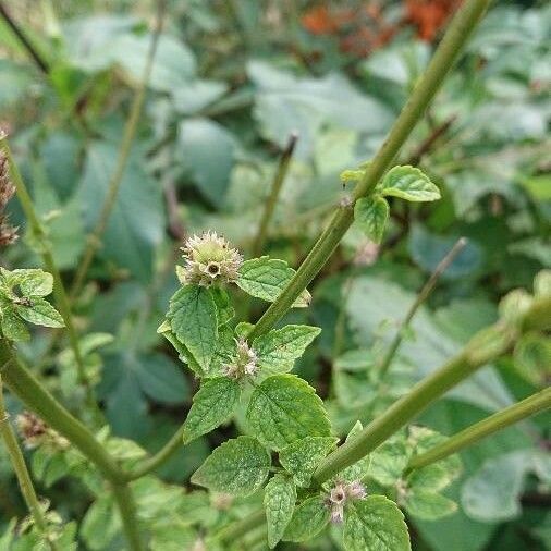 Bushmint Comb Bushmint (Hyptis Pectinata) Care Guide: Water, Soil & Propagation ...