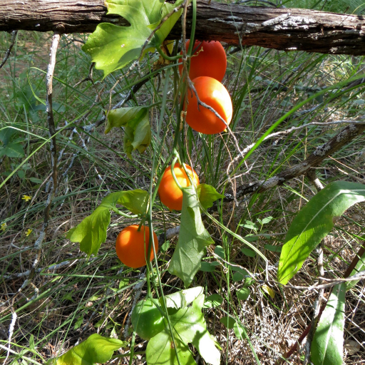 Ibervillea Lindheimeri