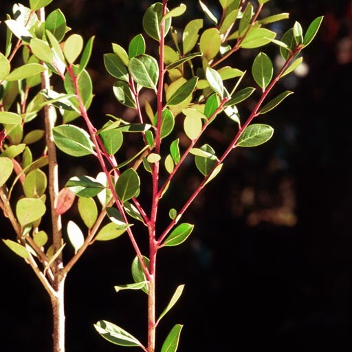 Ilex Coriacea