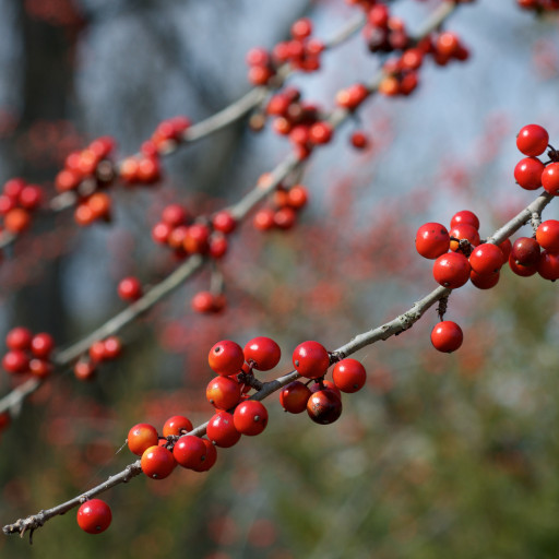 Ilex Decidua
