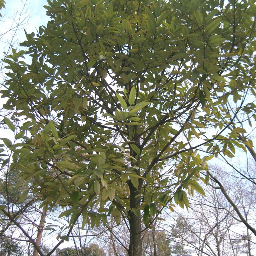 Ilex Latifolia