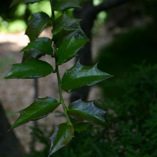 Ilex Pernyi