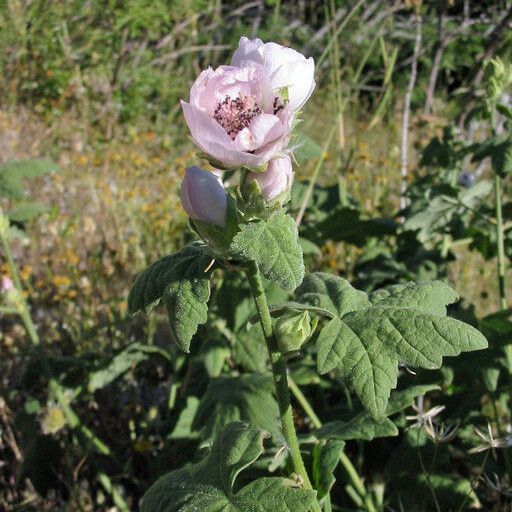 Iliamna Latibracteata