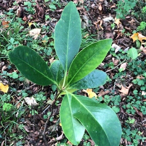 Illicium Parvifolium