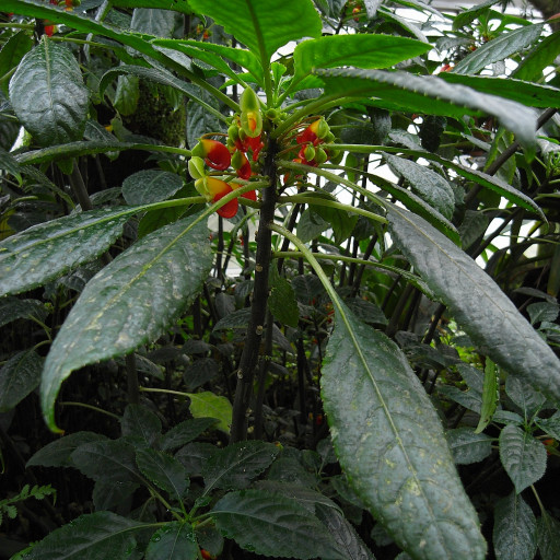 Impatiens Niamniamensis