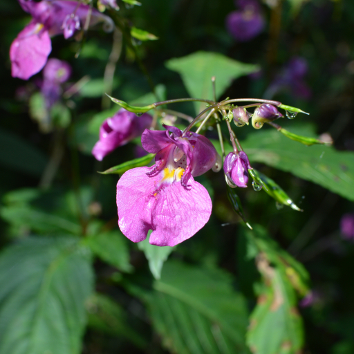 Impatiens Textorii