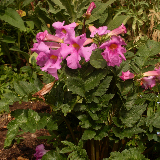 Incarvillea Delavayi