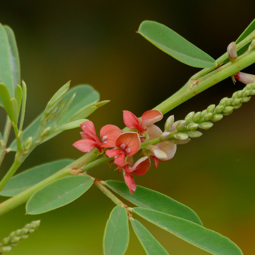 Indigofera Suffruticosa