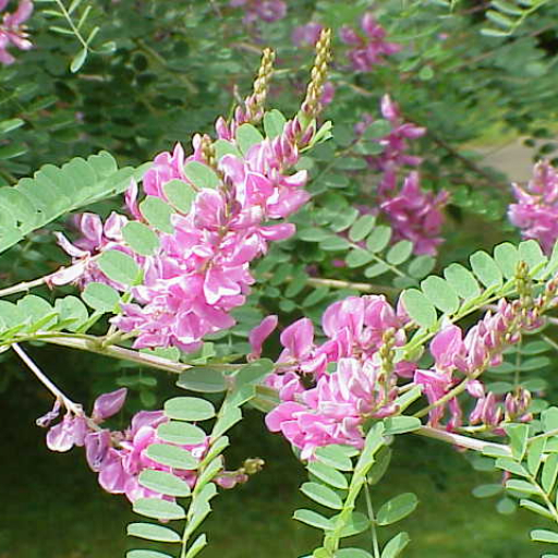 Indigofera Tinctoria