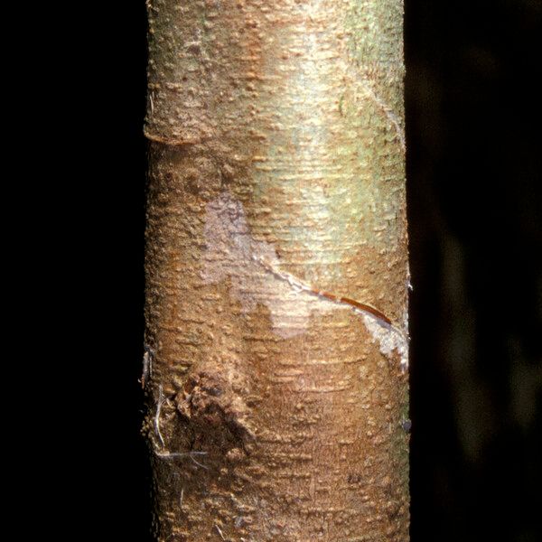 Inga Invis Inga Bourgoni Care Guide: Water, Soil & Propagation - Plantiary