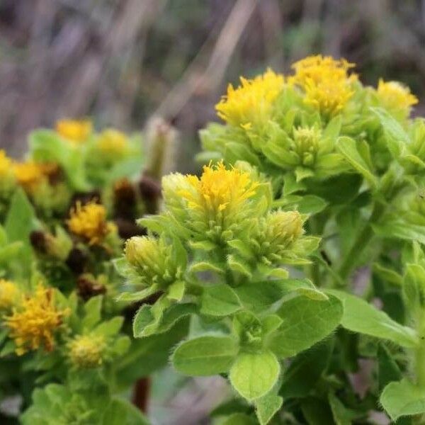 Sticky Inula Inula Bifrons Care Guide: Water, Soil & Propagation - Plantiary
