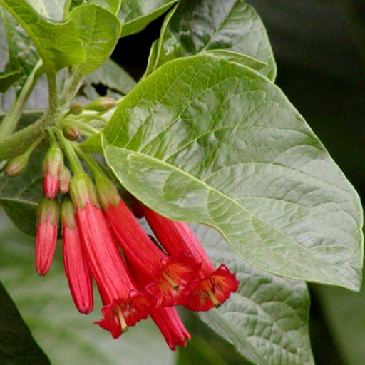 Iochroma Fuchsioides