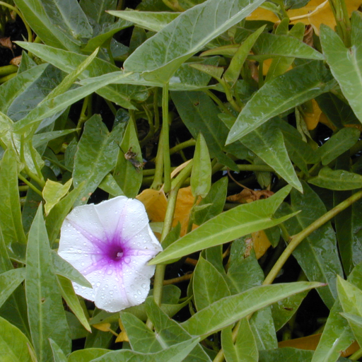 Ipomoea Aquatica