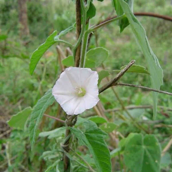 Bellvine (Ipomoea Biflora) Care Guide: Water, Soil & Propagation ...