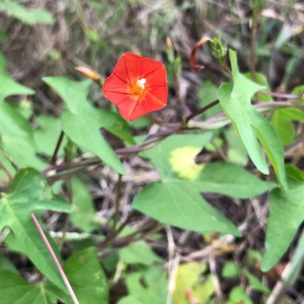Ipomoea Cristulata