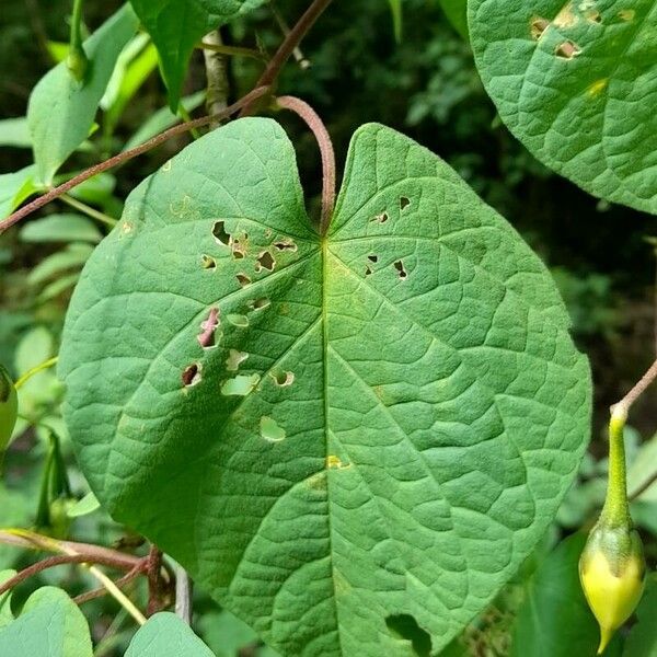 Ipomoea Dumetorum