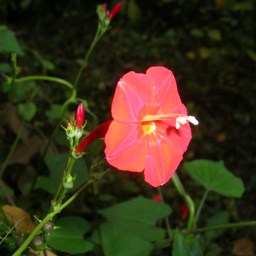 Ipomoea Hederifolia