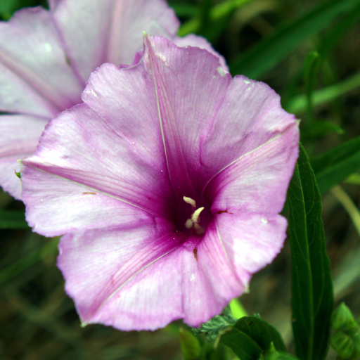 Ipomoea Leptophylla