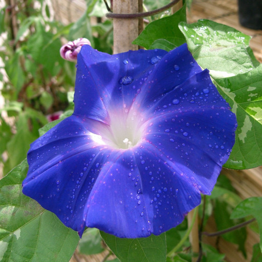 Ipomoea Nil