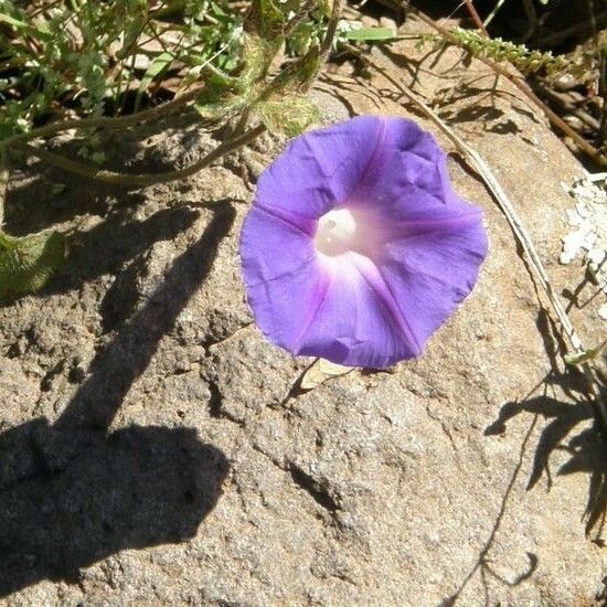 Ipomoea Pubescens