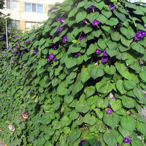 Ipomoea Purpurea