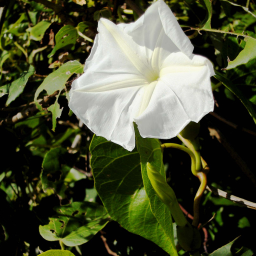Ipomoea Violacea