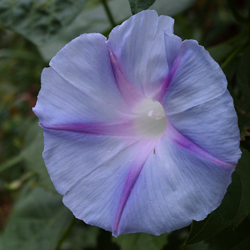 Ipomoea