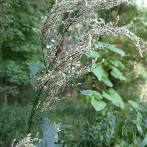 Juda's Bush