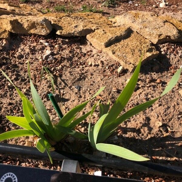 Iris Bicapitata