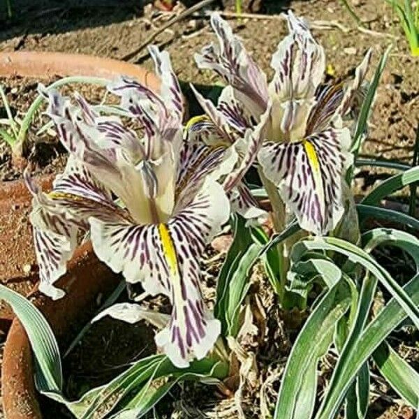 Iris Edomensis