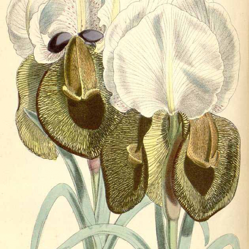 Iris Iberica