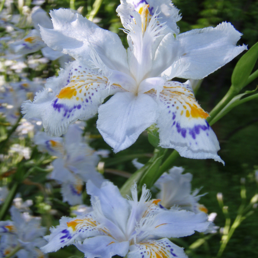 Iris Japonica