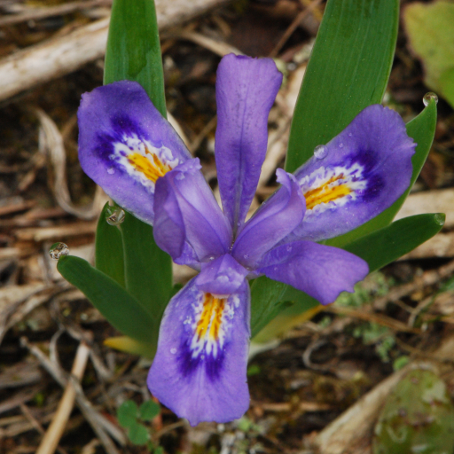 Iris Lacustris