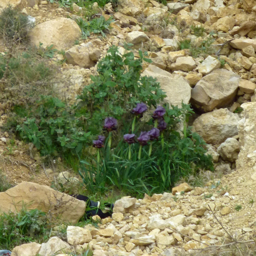 Iris Nigricans