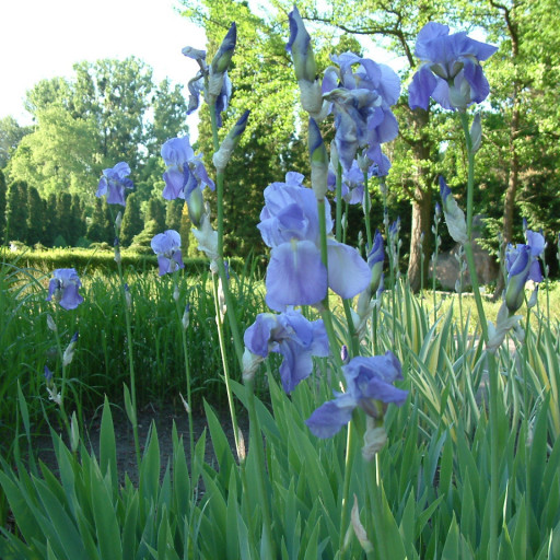 Iris Pallida