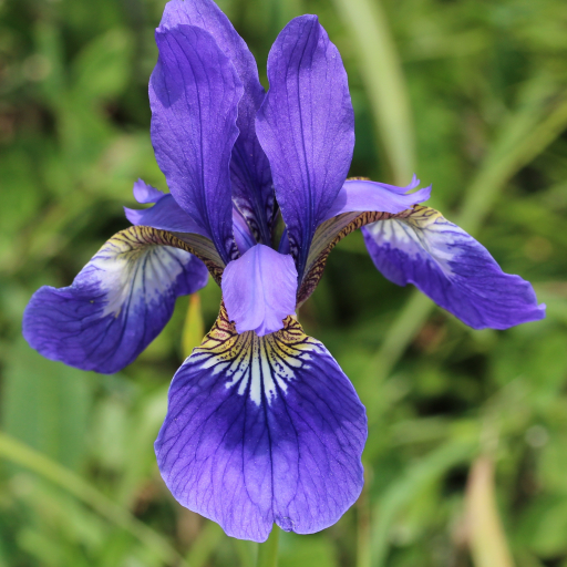 Iris Sanguinea