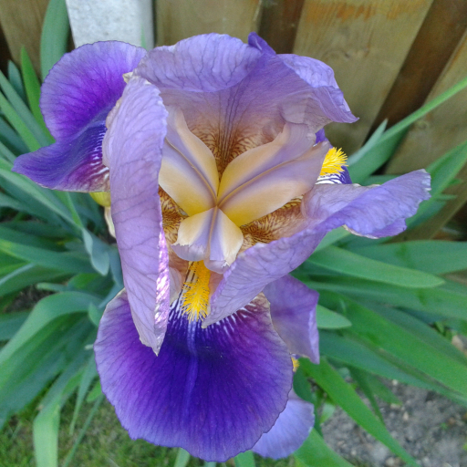 Iris X Germanica
