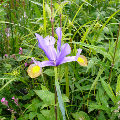 Iris Xiphium
