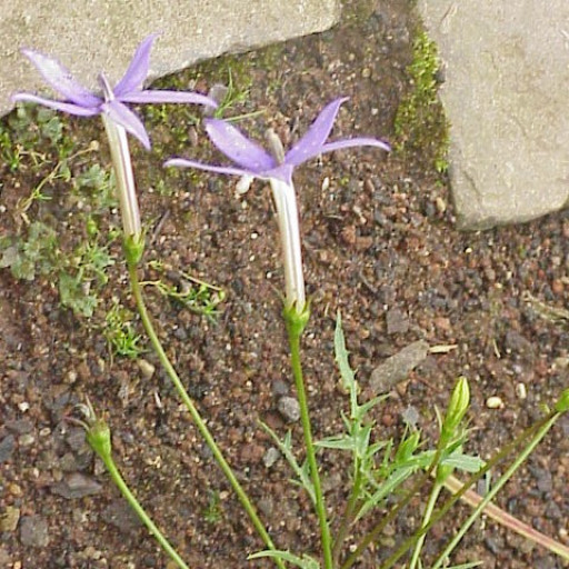 Isotoma Axillaris