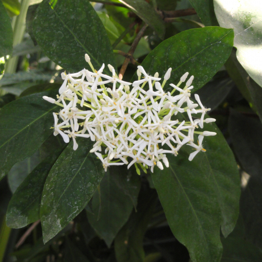 Ixora Finlaysoniana
