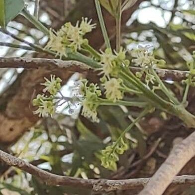 Jacaranda Cuspidifolia