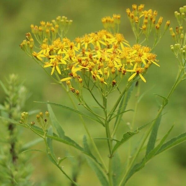 Water Ragwort Aleutian Ragwort (Jacobaea Cannabifolia) Care Guide: Water, Soil ...