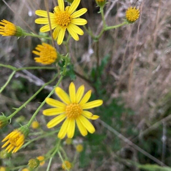 Water Ragwort Water Ragwort (Jacobaea Erratica) Care Guide: Water, Soil & Propagation ...