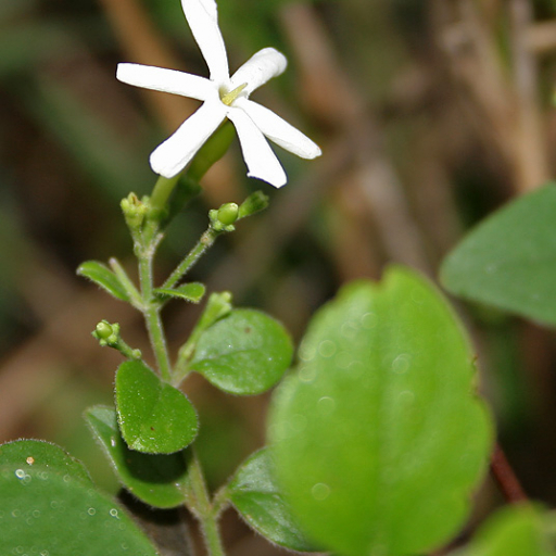 Jasminum Auriculatum