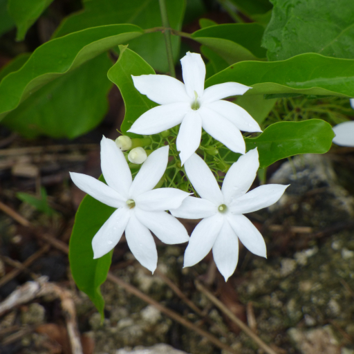 Jasminum Elongatum